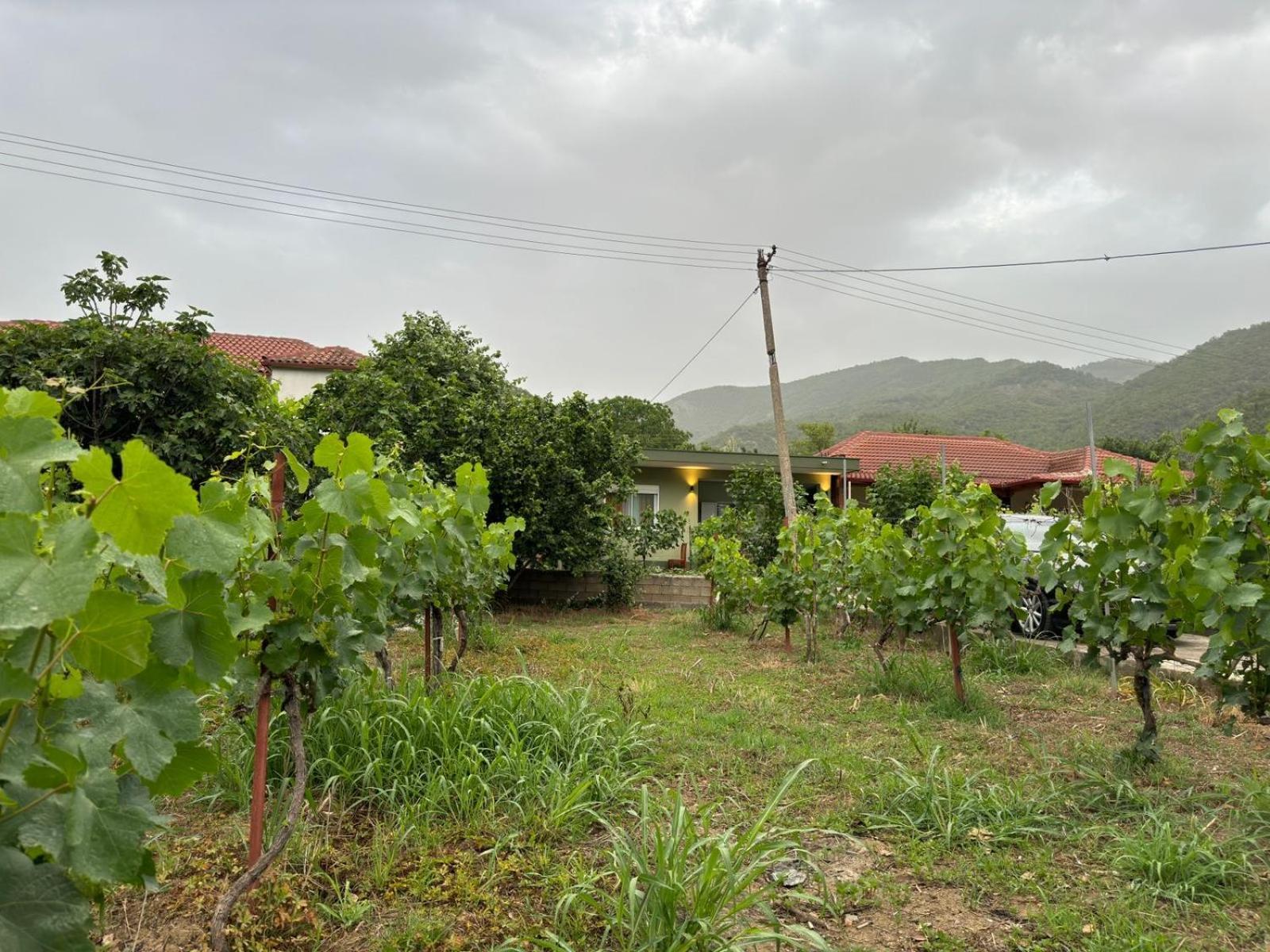 Green House Πρεμετή Εξωτερικό φωτογραφία