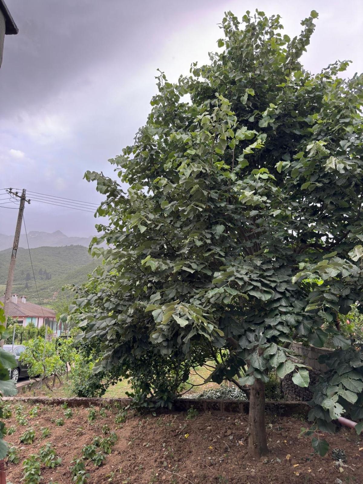 Green House Πρεμετή Εξωτερικό φωτογραφία