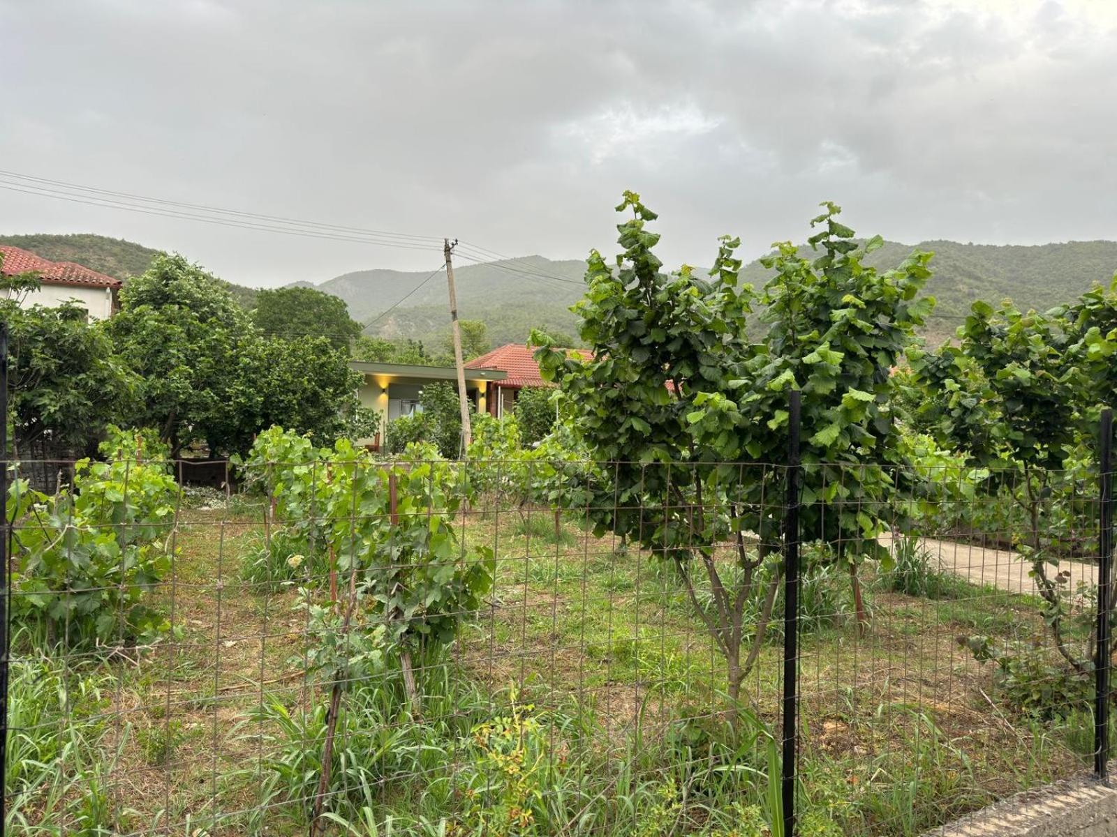 Green House Πρεμετή Εξωτερικό φωτογραφία